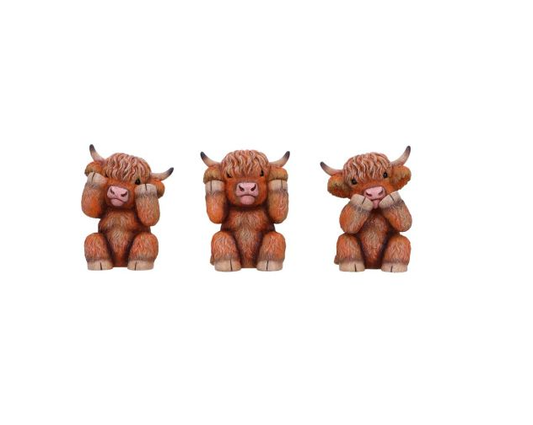 Three Wise Highland Cows