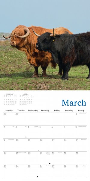 Highland Cows 2026 Calendar