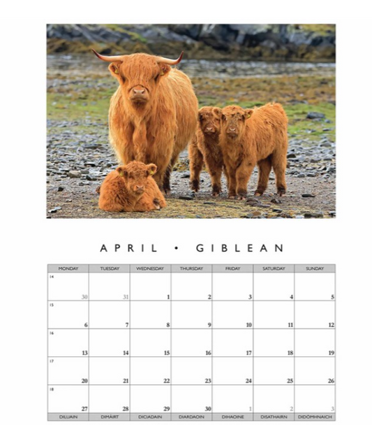 Highland Cattle 2026 Calendar